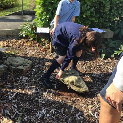 Autumn 1 - Science- Animals and their habitats