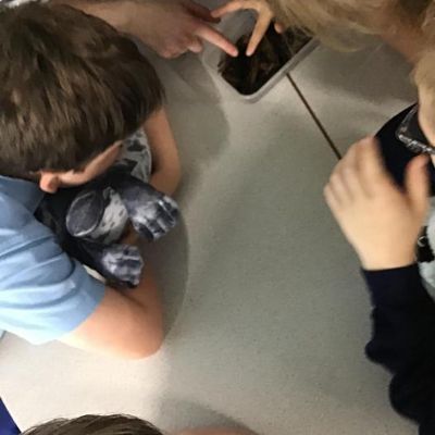 We investigated the microhabitats around our school